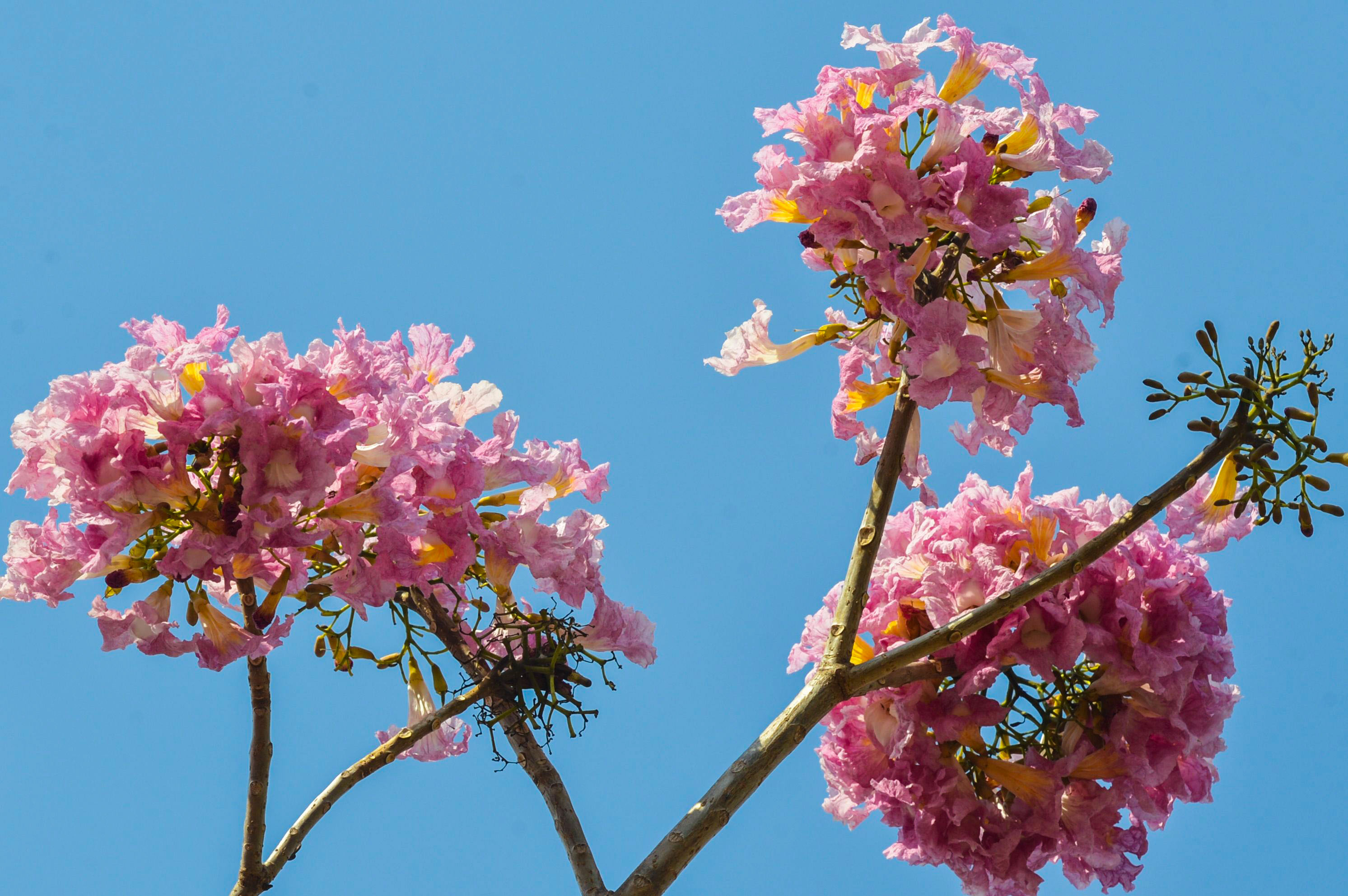 Início da Primavera