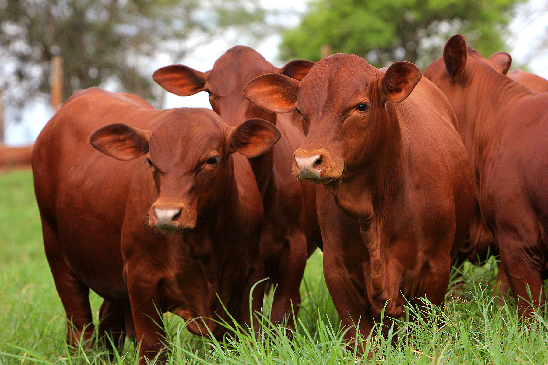 Dia Nacional da Pecuária
