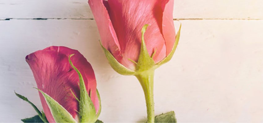 Dia Internacional da Mulher