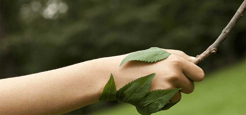 Dia de Proteção às Florestas