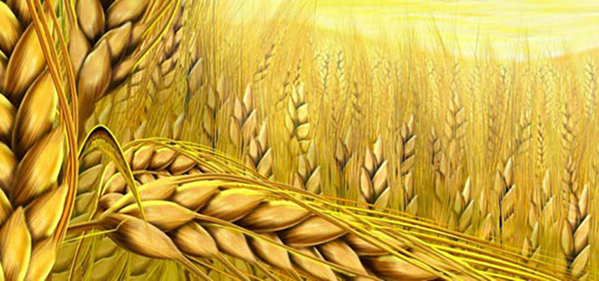 Dia do Trigo