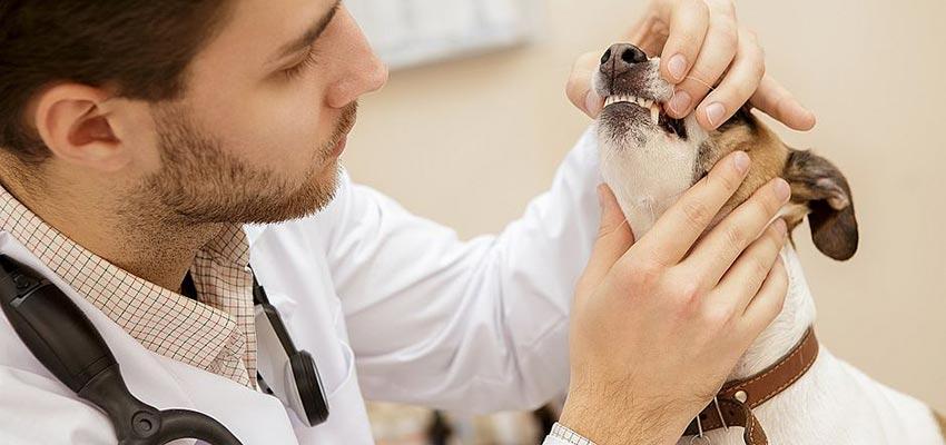 Dia do Médico Veterinário
